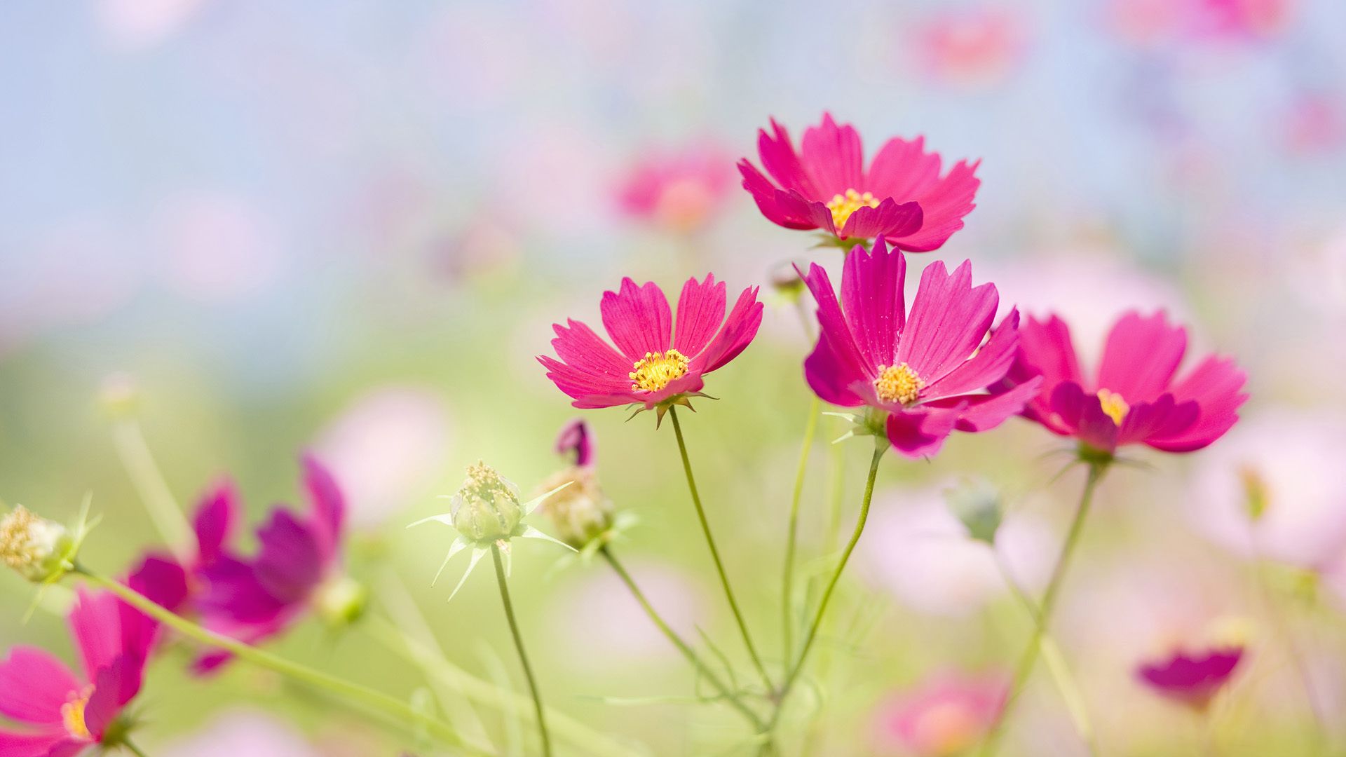 Pink Flower Background Images  Browse 4440857 Stock Photos Vectors and  Video  Adobe Stock