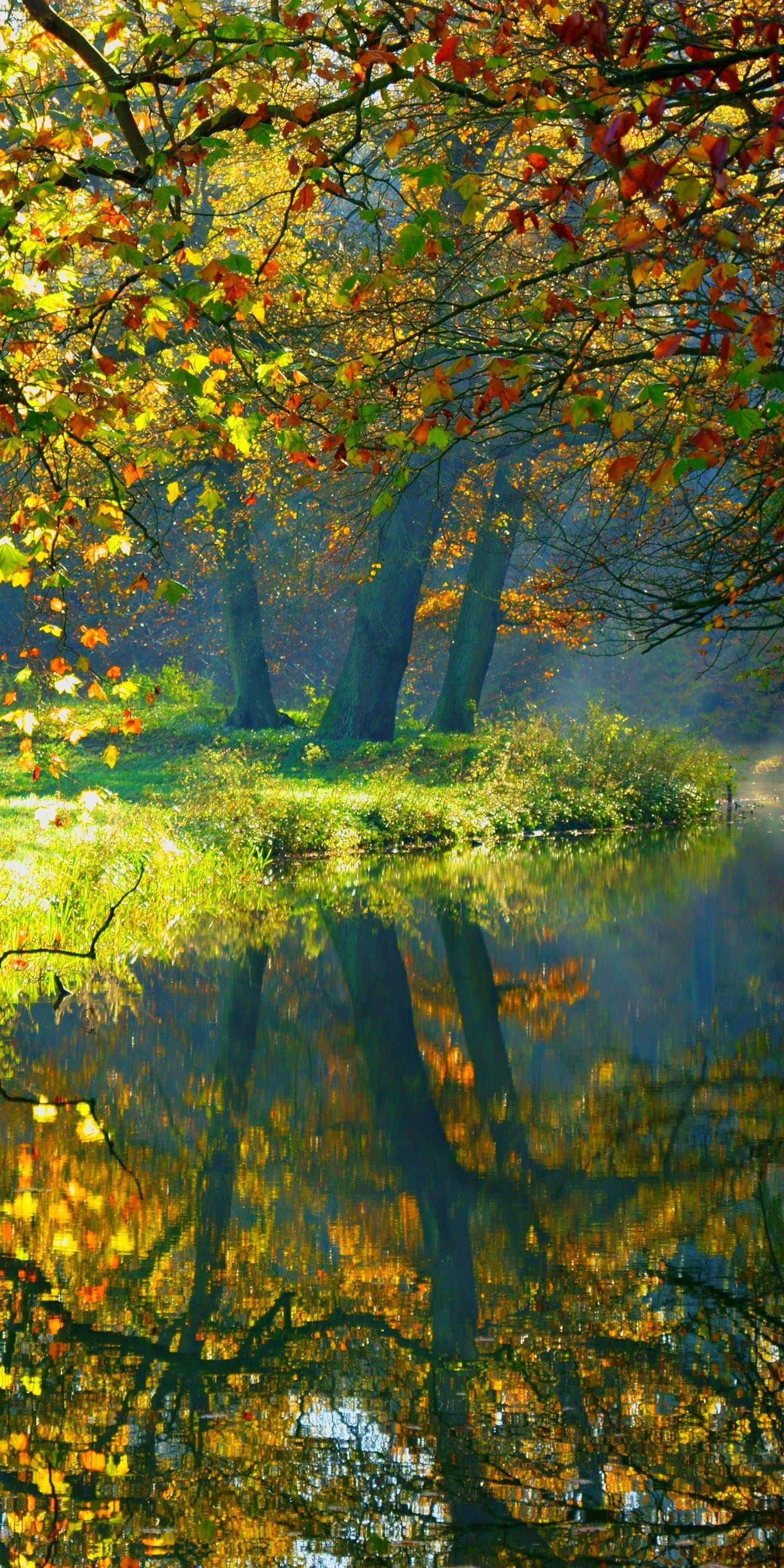 Landscape Nature Autumn Forest - [1440x2880]