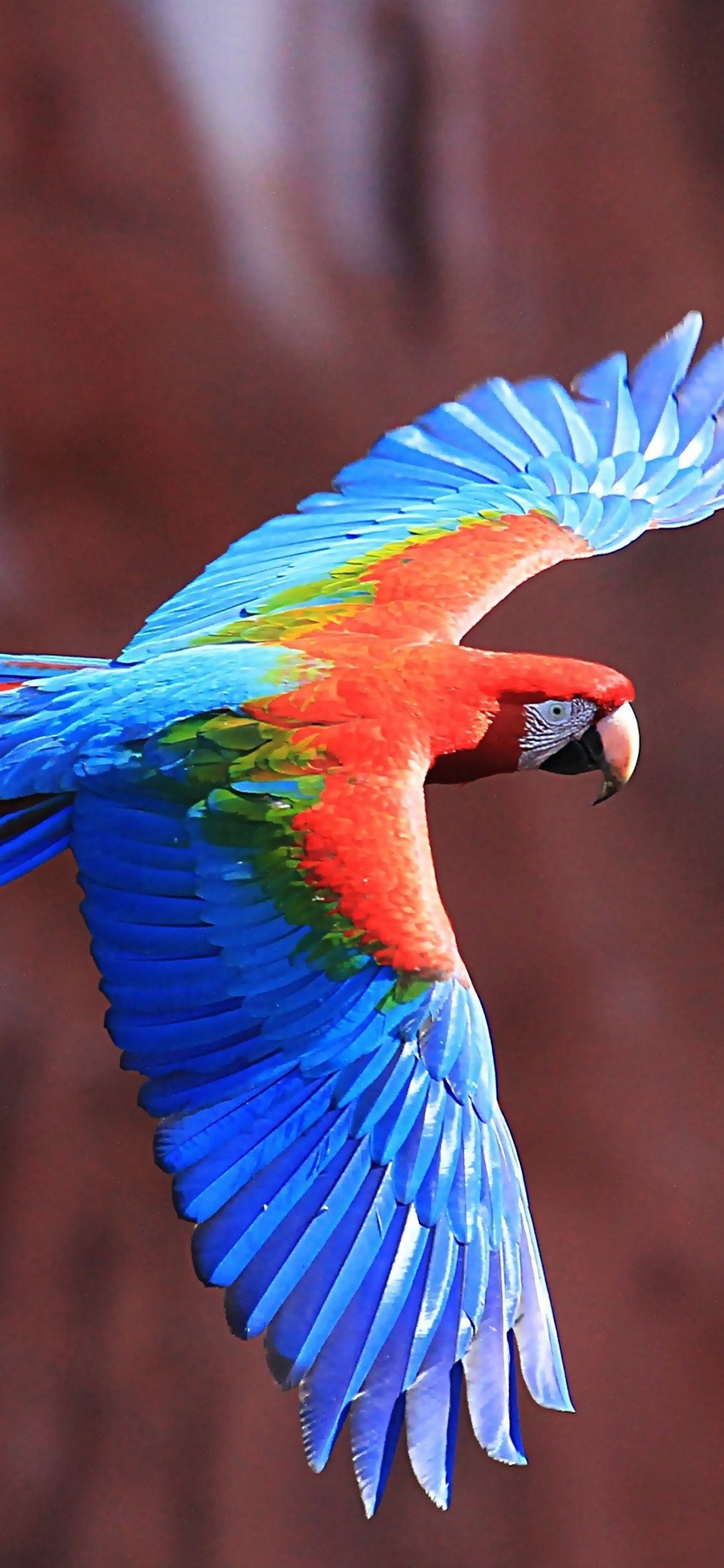Red-And-Green Macaw HD Wallpaper - [1125x2436]