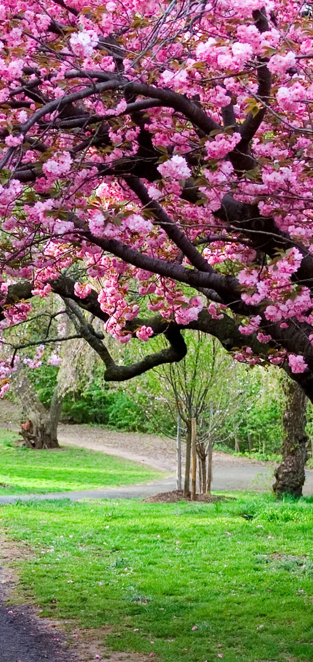 sakura-wallpaper-1080x2280