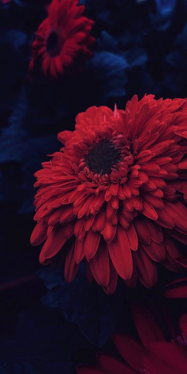 Asus Zenfone Max Plus (M1) ZB570TL Wallpapers HD