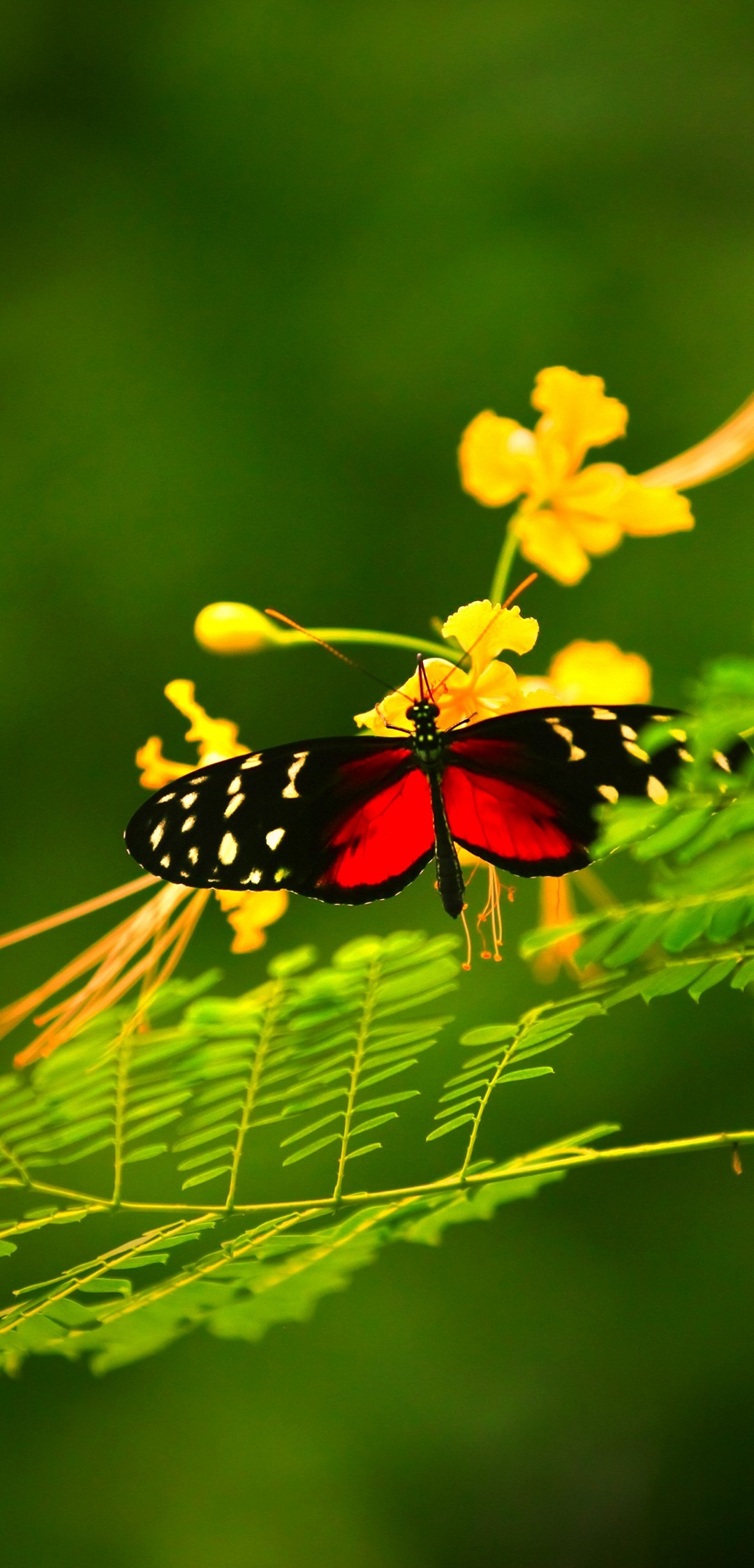 1080x2246 Wallpaper - 135