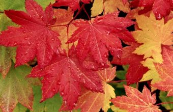Autumn Maple Leaves Wallpaper 800x480 340x220