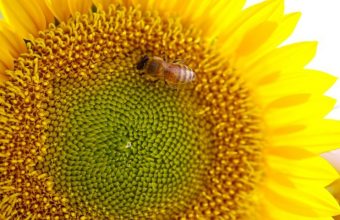 Bee On Sunflower Wallpaper 800x480 340x220