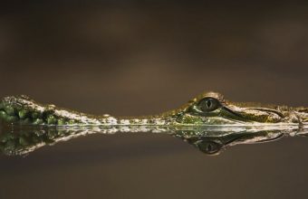 Crocodile In The Water Wallpaper 800x480 340x220
