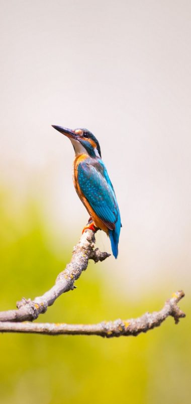 Kingfisher Bird Branch Blur Wallpaper 720x1520 380x802