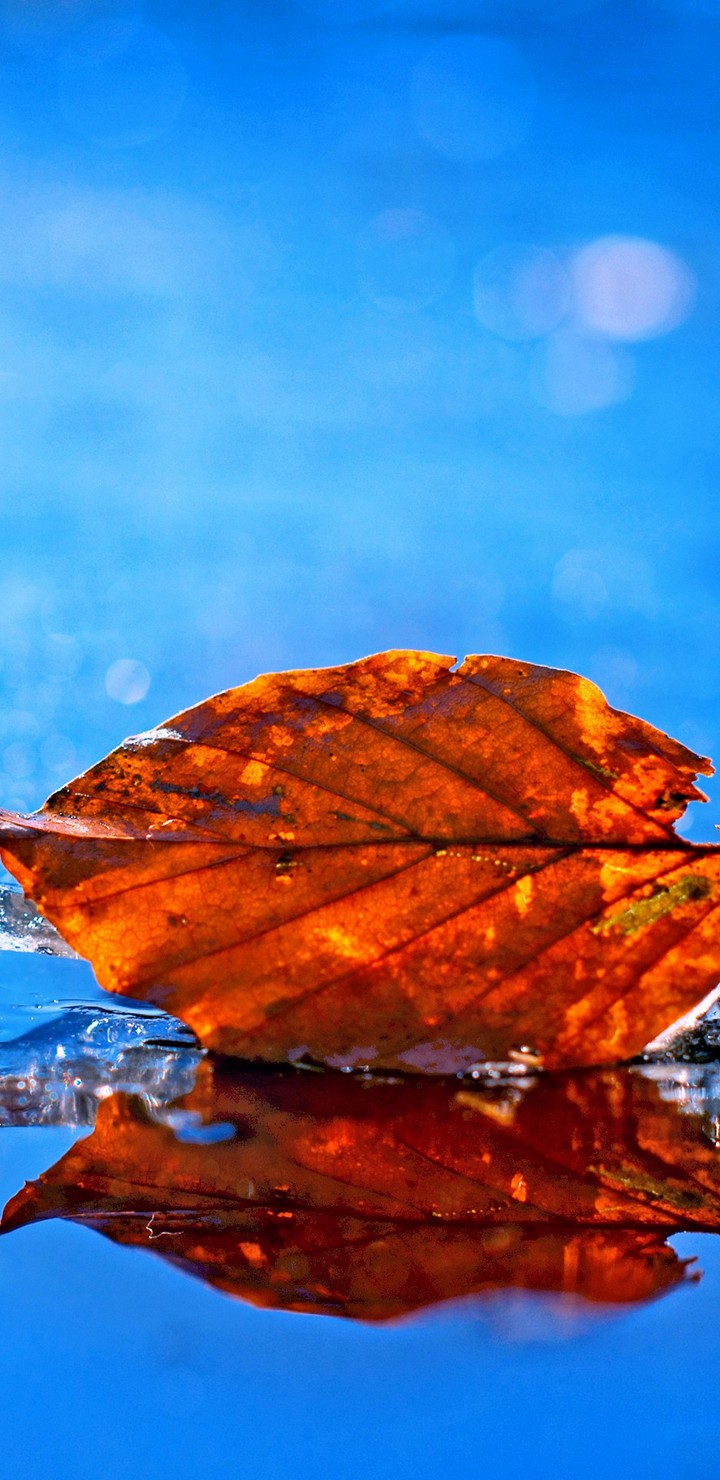 Leaf Fall Pic Wallpaper - [720x1480]