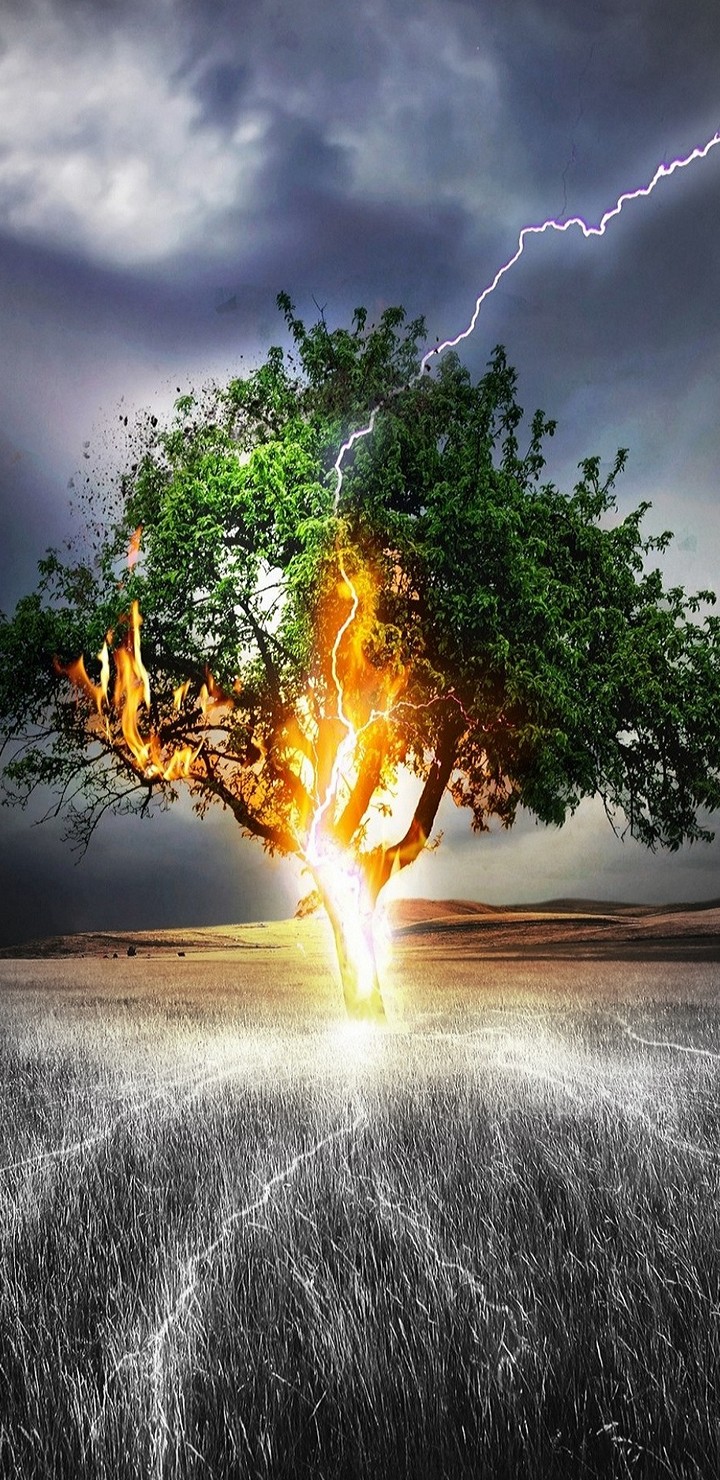 Lonely Tree Wallpaper - [720x1480]