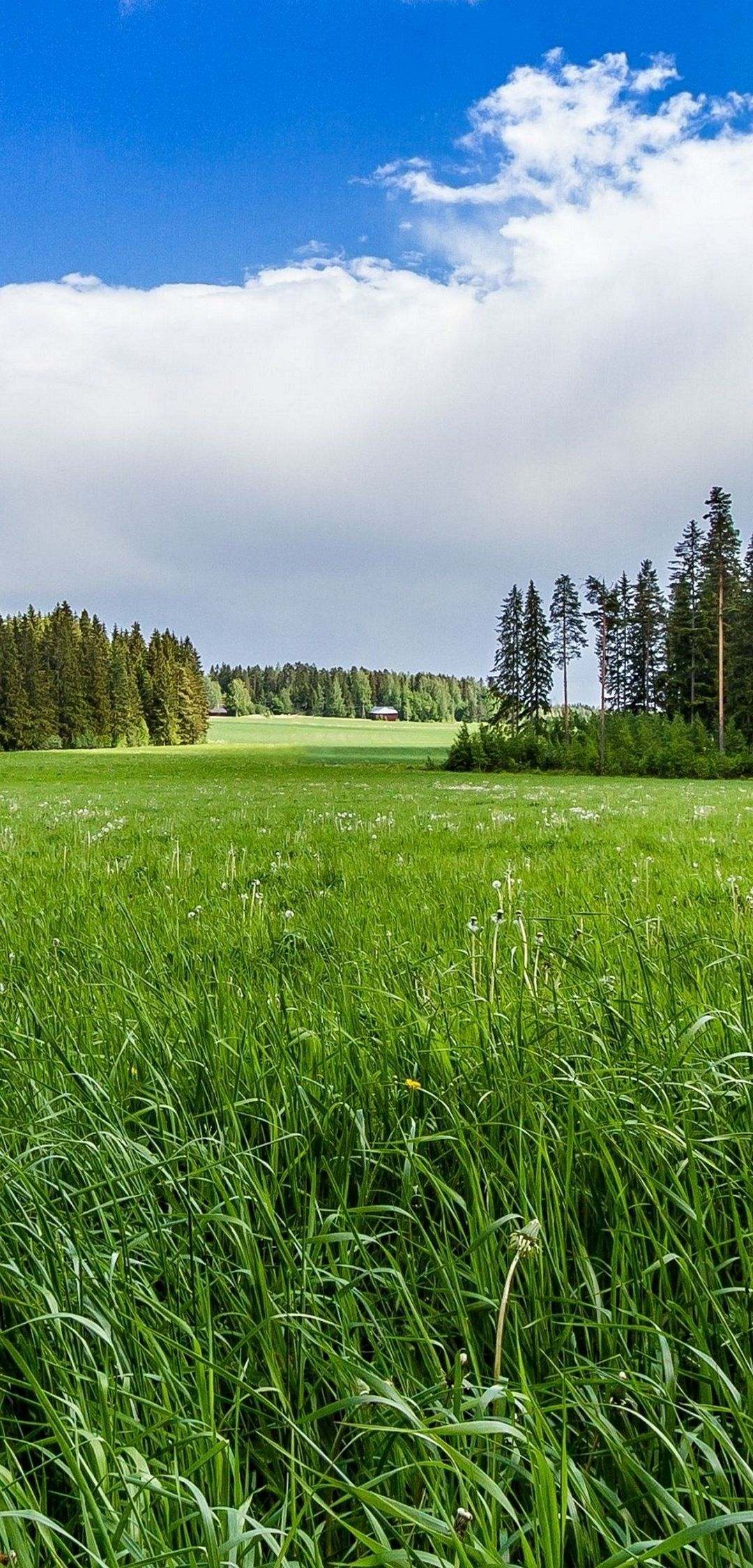 Meadow Forest Sunny Grass Flowers Wallpaper - [1080x2248]