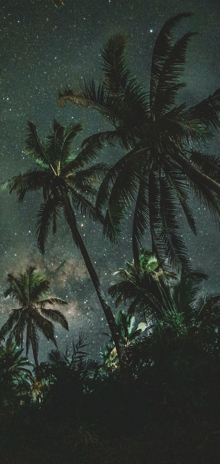 Palms Trees Starry Sky Wallpaper - [720x1520]