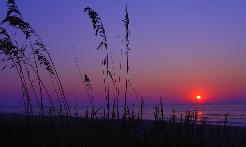 Download A Purple Sunset Over A Beach With Palm Trees Wallpaper  Wallpapers com