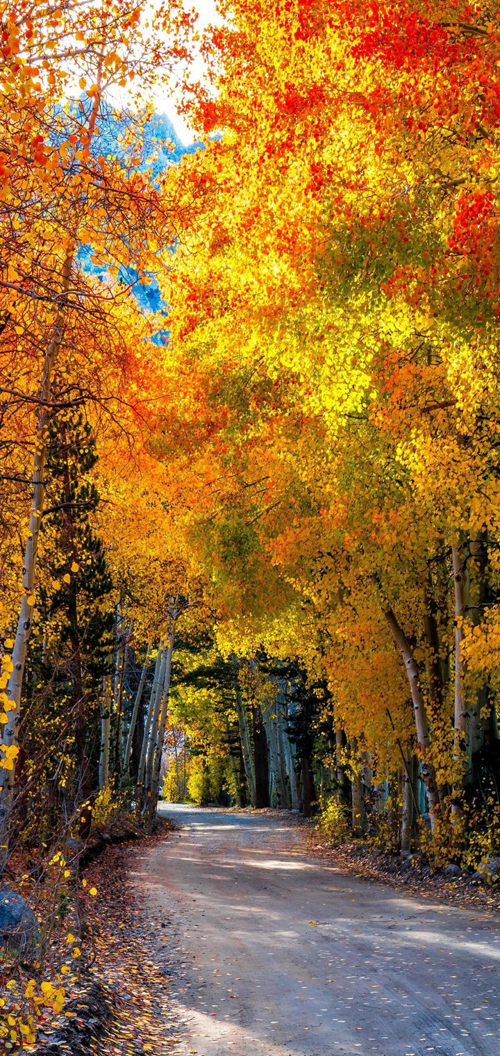 46 Fall Trees Wallpaper Desktop  WallpaperSafari