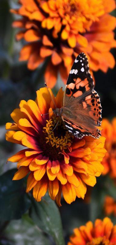 Zinnia Butterfly Flower Wallpaper 720x1520 380x802