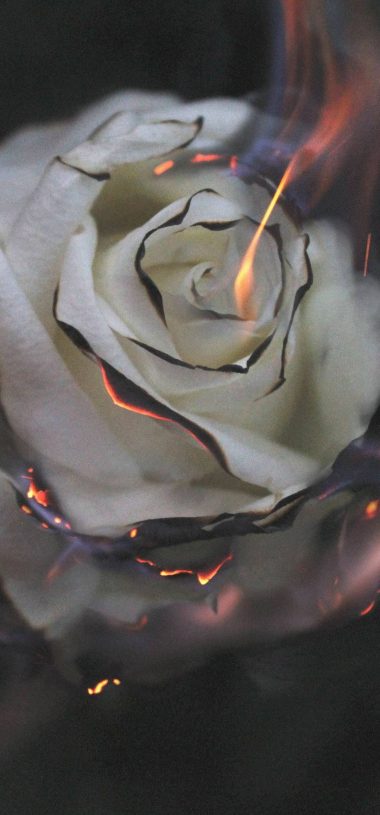 Burnin Rose Wallpaper 1080x2316 380x815