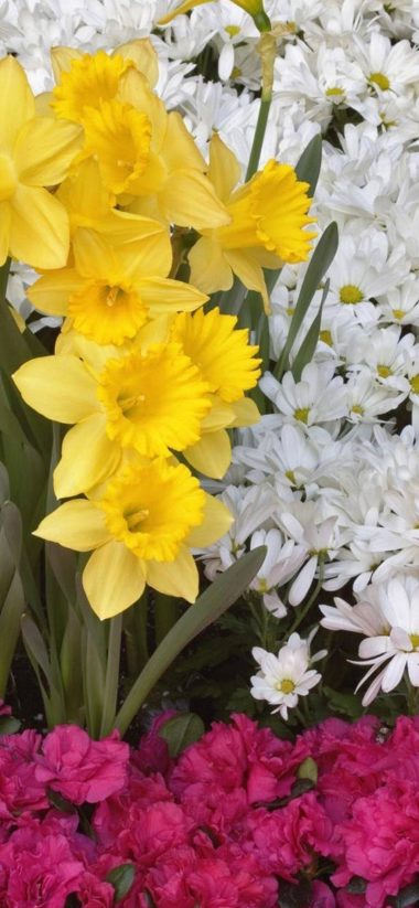 Daffodils Flowers Daisies 1080x2340 380x823