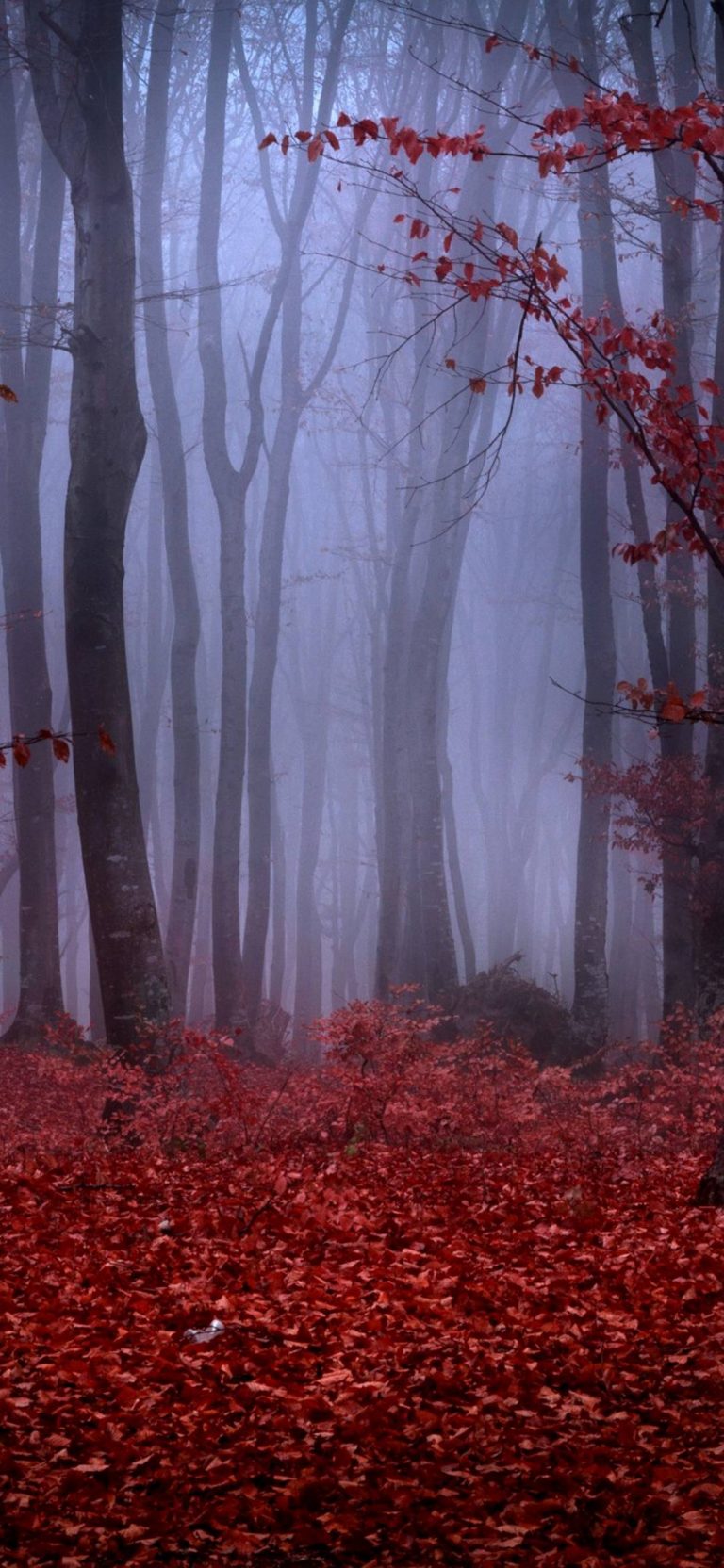 Forest Fog Autumn Trees Branches 1080x2340