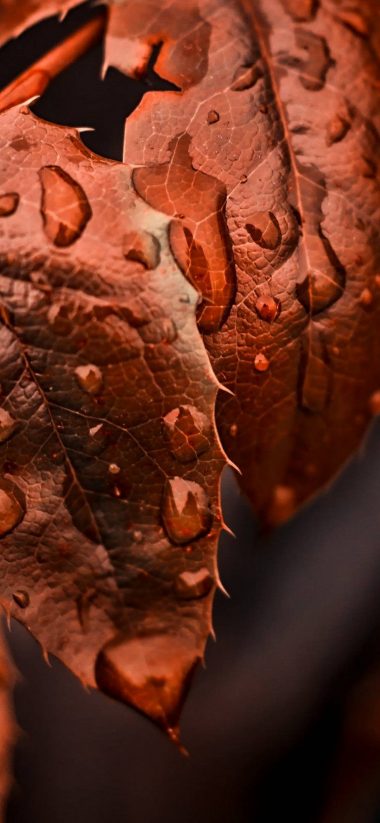 Golden Leaves Water Drops 1080x2340 380x823