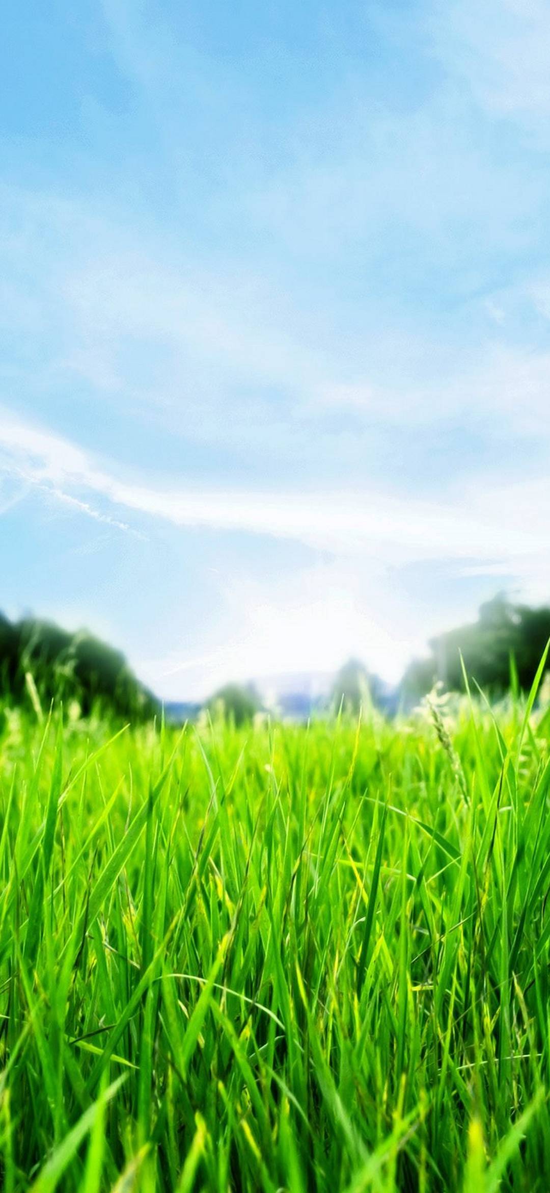 Green Grass HD - [1080x2340]