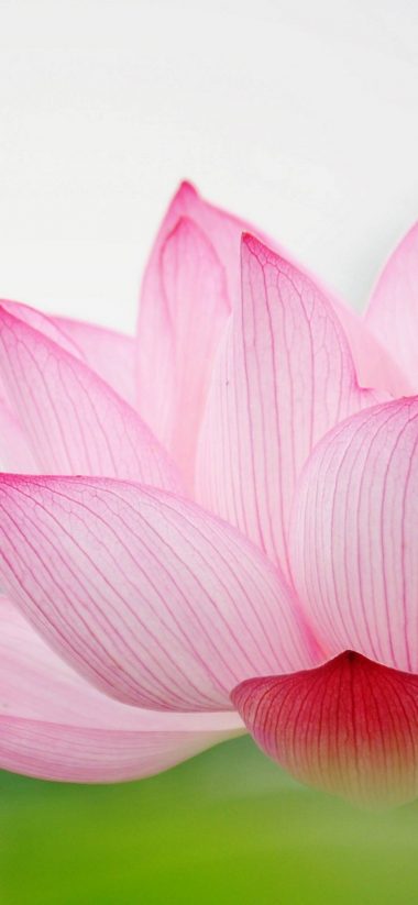 Nature Flower Garden Love Pink Lily Lotus 1080x2340 380x823