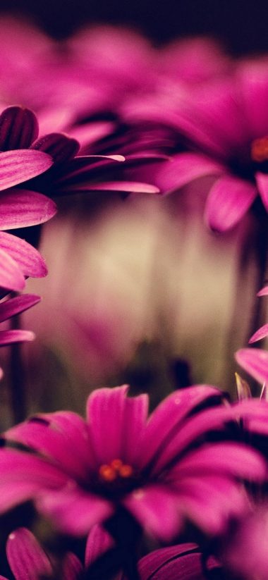 Nature Flowers Pink 1080x2340 380x823