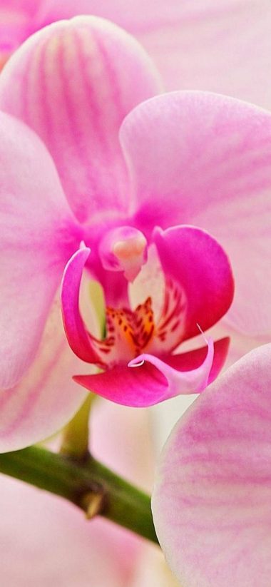 Orchids Flowers Petal 1080x2340 380x823