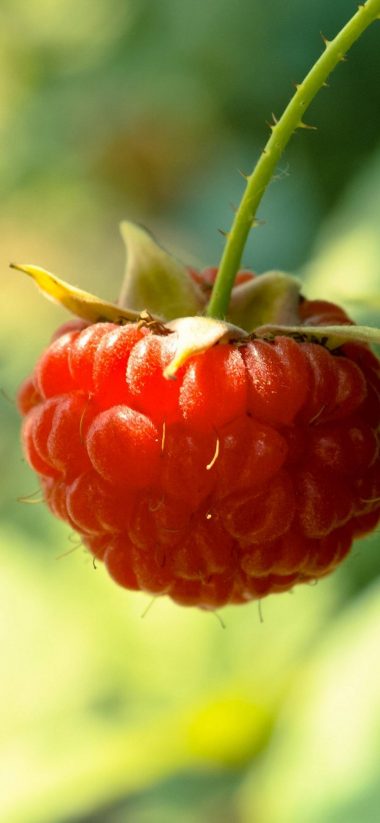 Red Fruits Summer Raspberries Berries 1080x2340 380x823
