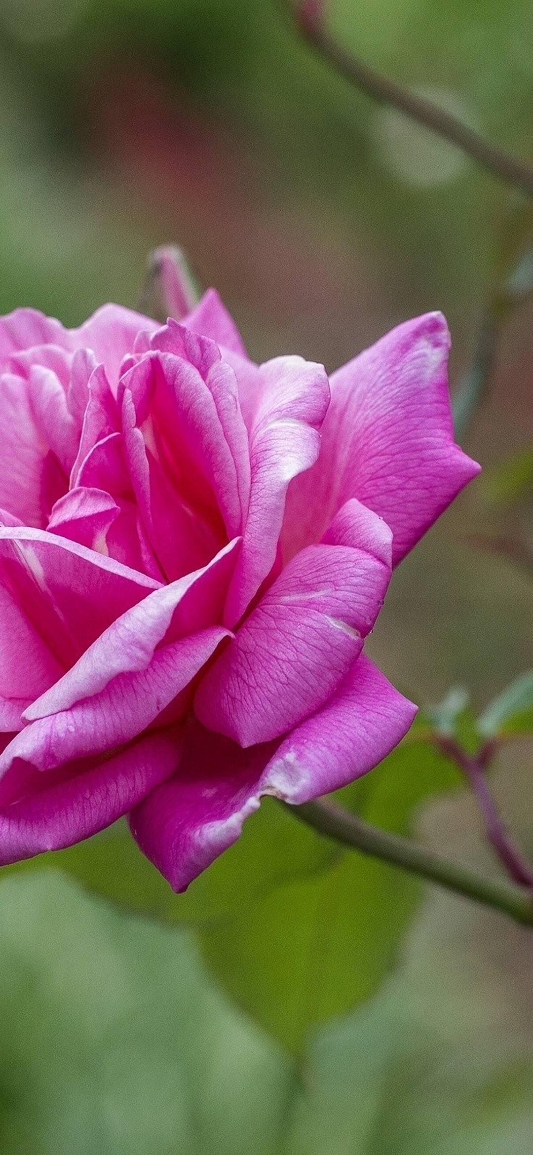 Rose Petals Branch - [1080x2340]