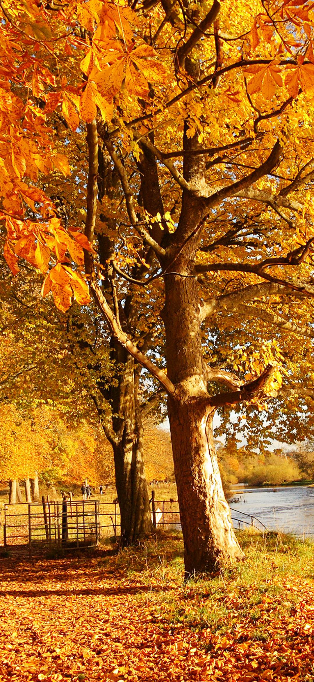 Scotland Autumn River Fall 1080x2340