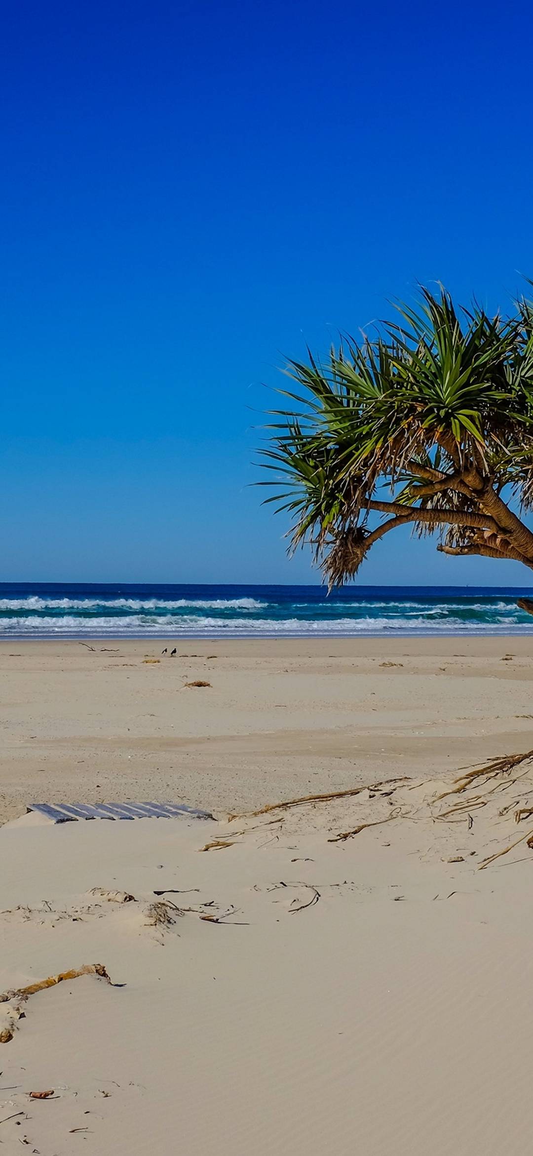 Sea Beach Palm Tree Landscape Ocean 1080x2340