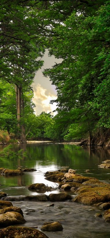 Trees Forest River 1080x2340 380x823