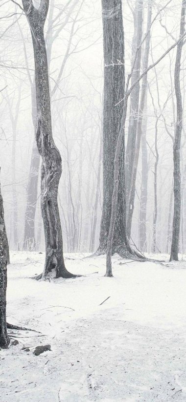 Trees Winter Snow 1080x2340 380x823