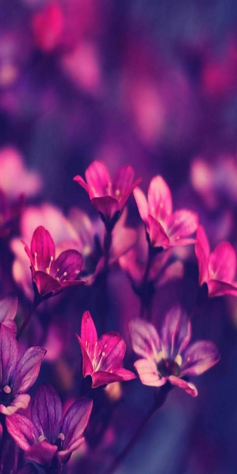 480x960 Wallpaper - 059
