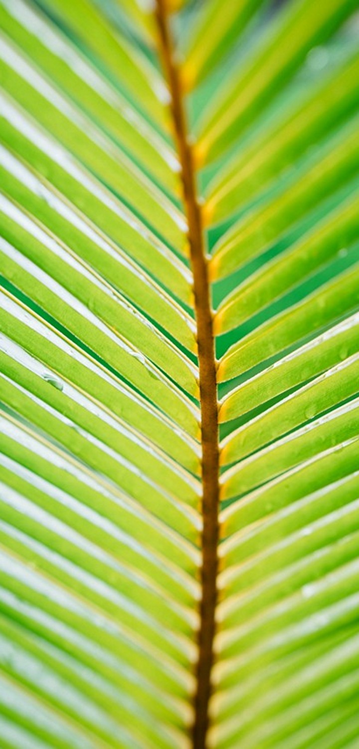 720x1500 Wallpaper - 344