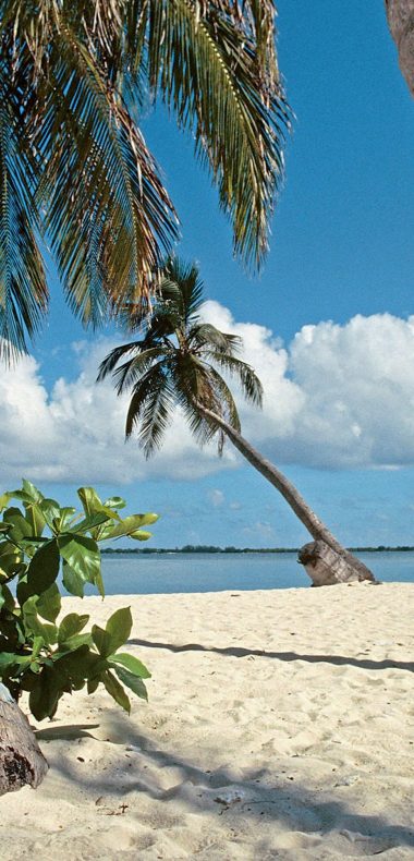 Landscapes Beach Sand Palm Trees 1080x2244 380x790