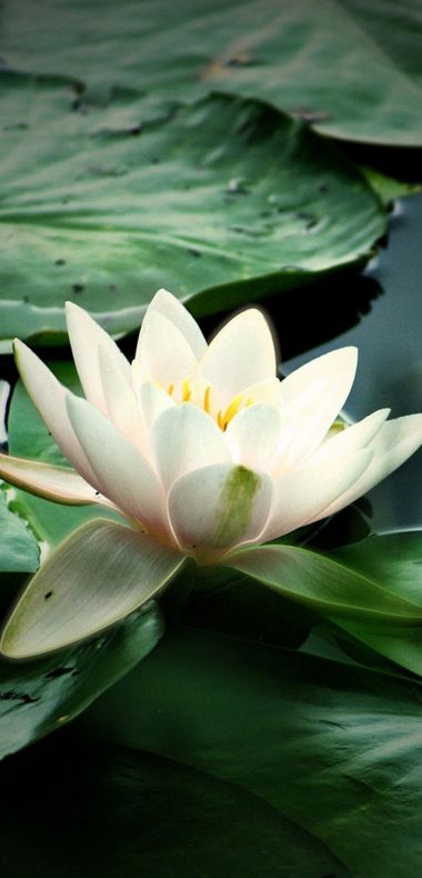 Lily Water Leaves 1080x2244 380x790