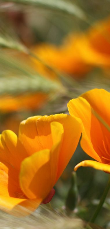 Summer Flowers 1080x2244 380x790