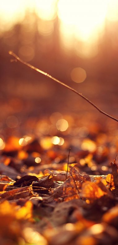 Sun Autumn Macro Leaves 1080x2244 380x790