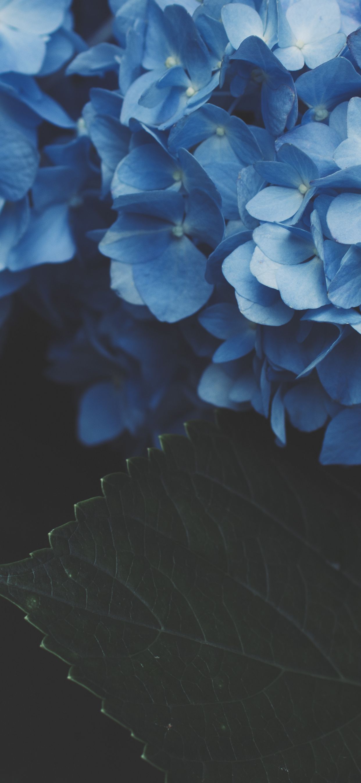 1242x2688 Wallpaper - 308
