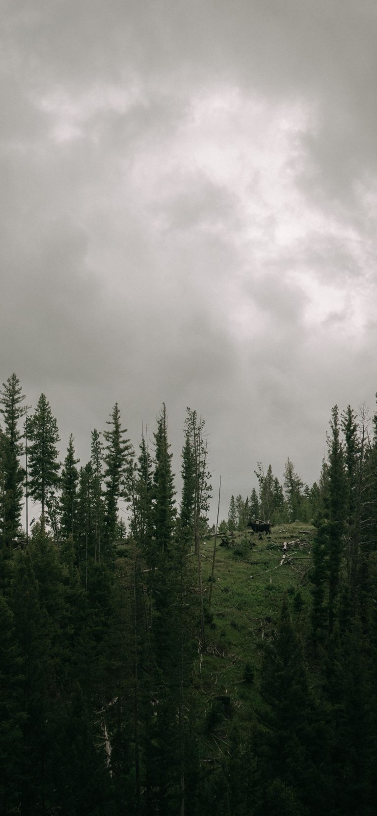 1242x2688 Wallpaper - 474