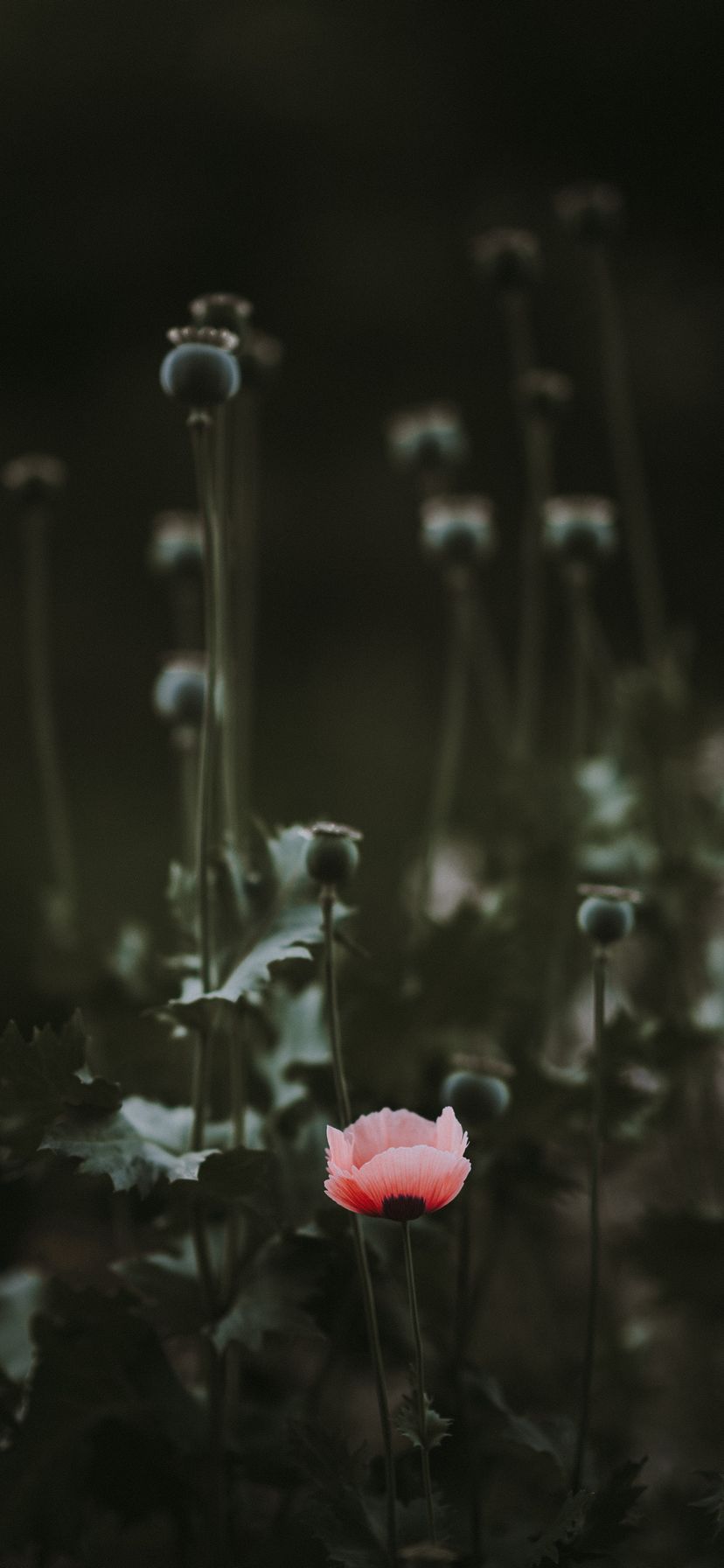 828x1792 Wallpaper - 466