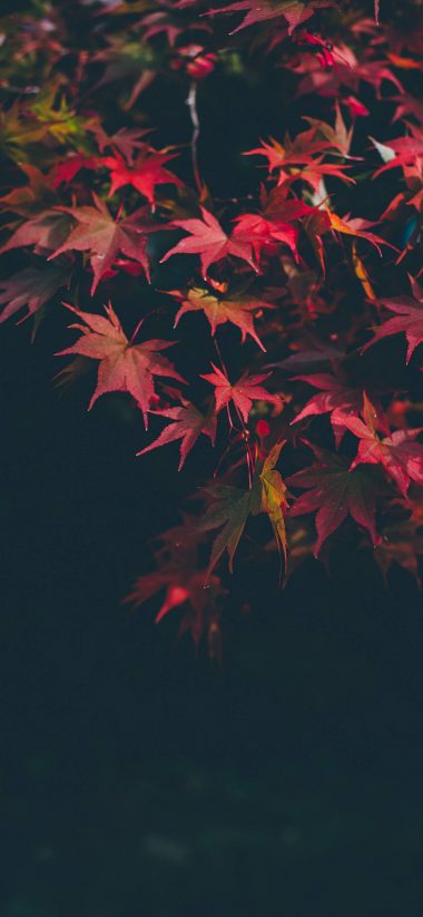 LG V40 ThinQ Wallpapers HD LG V40 ThinQ Wallpapers HD