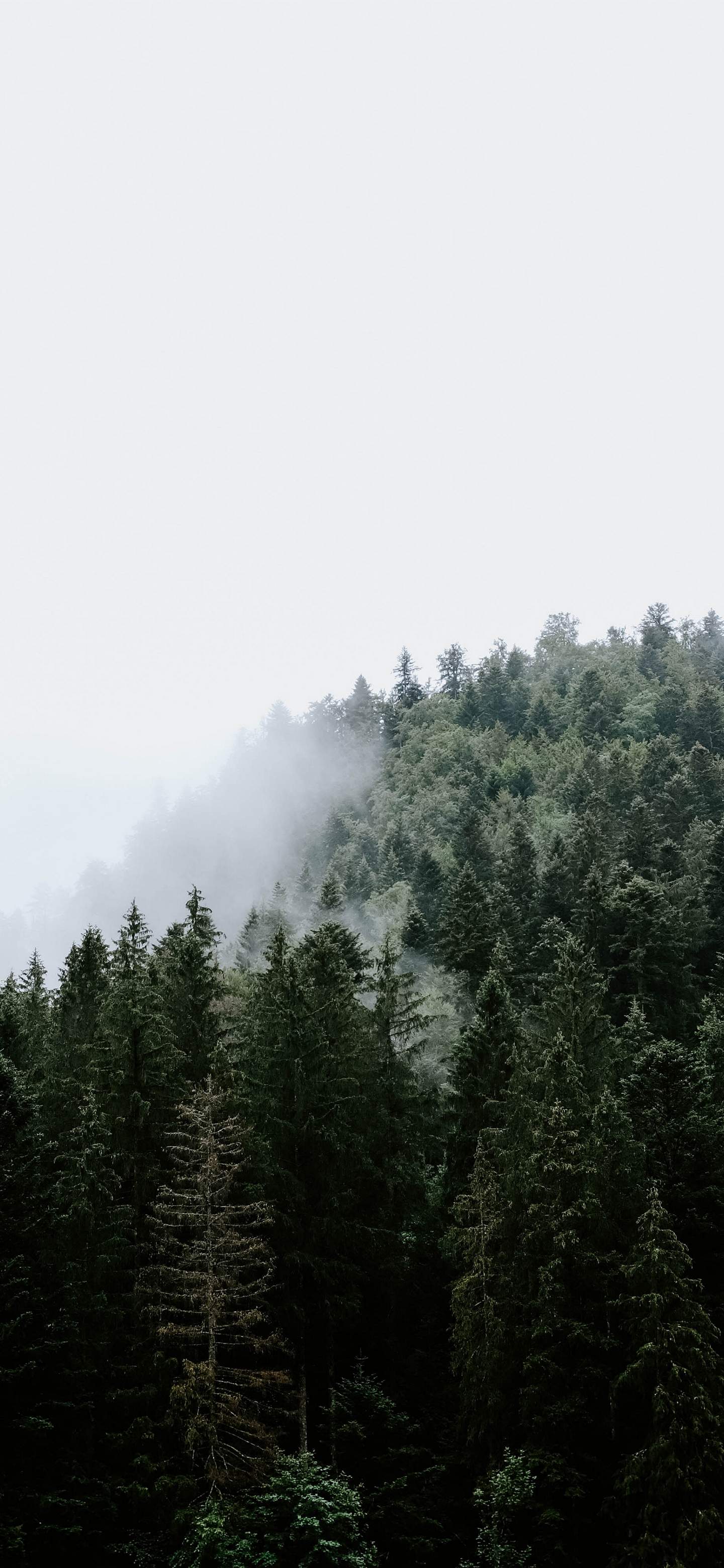 1440x3120 Wallpaper - 048