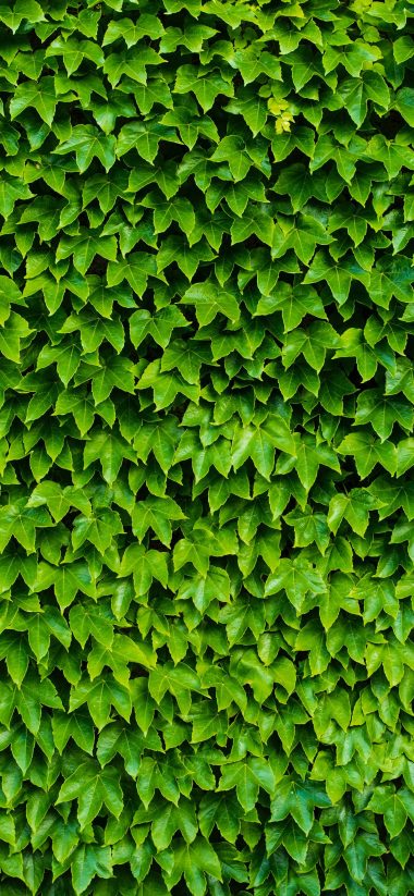 1440x3120 Wallpaper 062 380x823