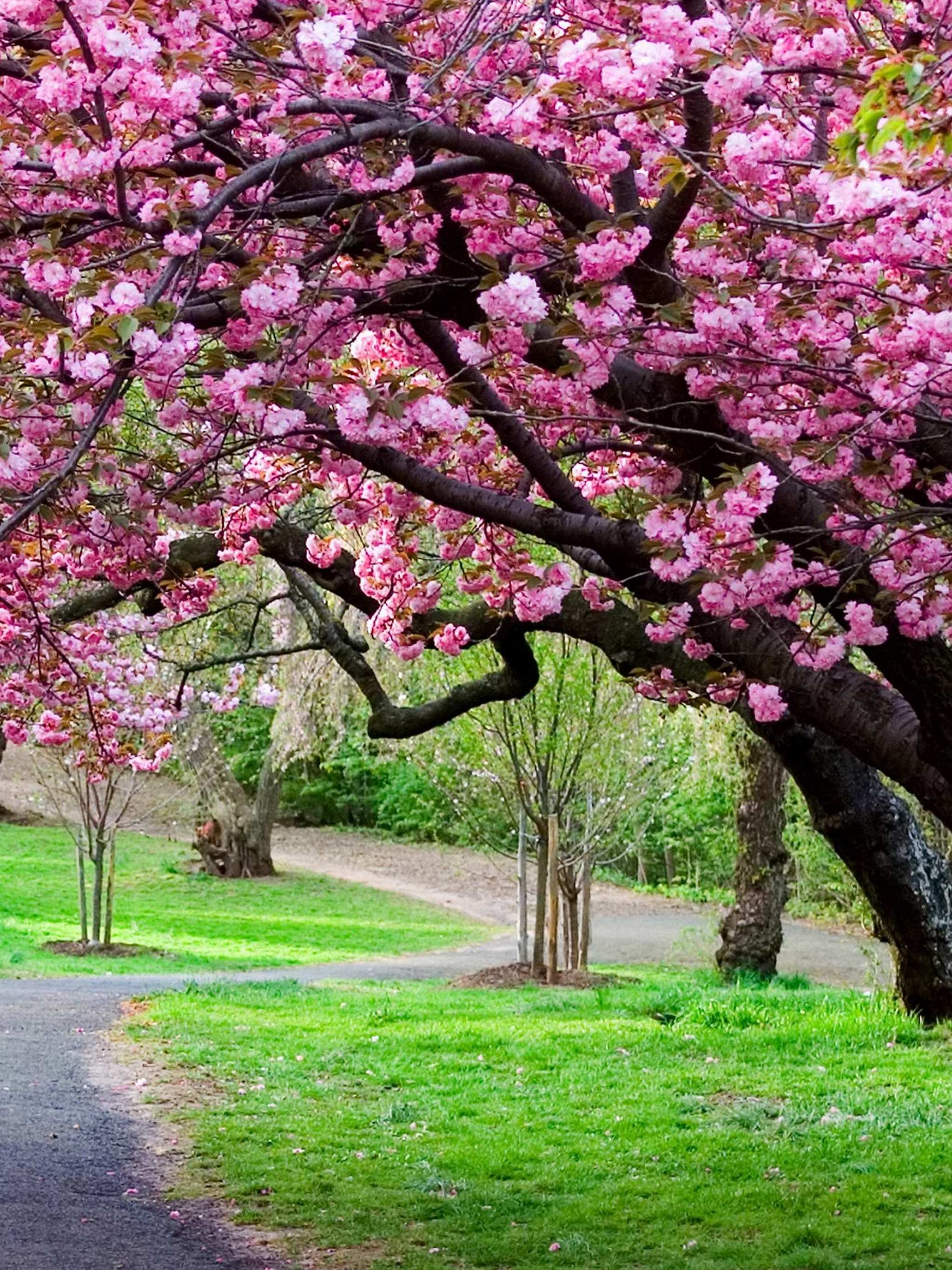 2048x2732 Wallpaper - 240