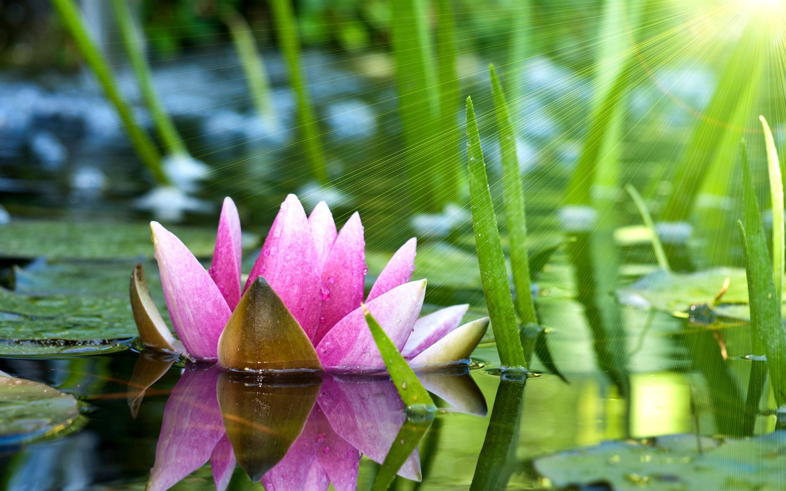 Lotus Wallpaper 20 2560x1600 Images, Photos, Reviews