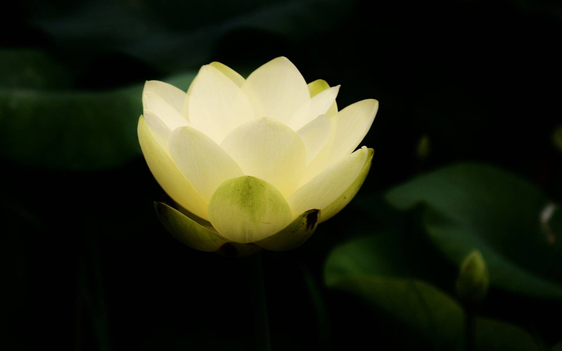 Lotus Wallpaper 26 - [1920x1200]