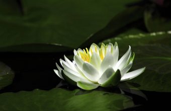 Lotus Wallpaper 30 1920x1200 340x220