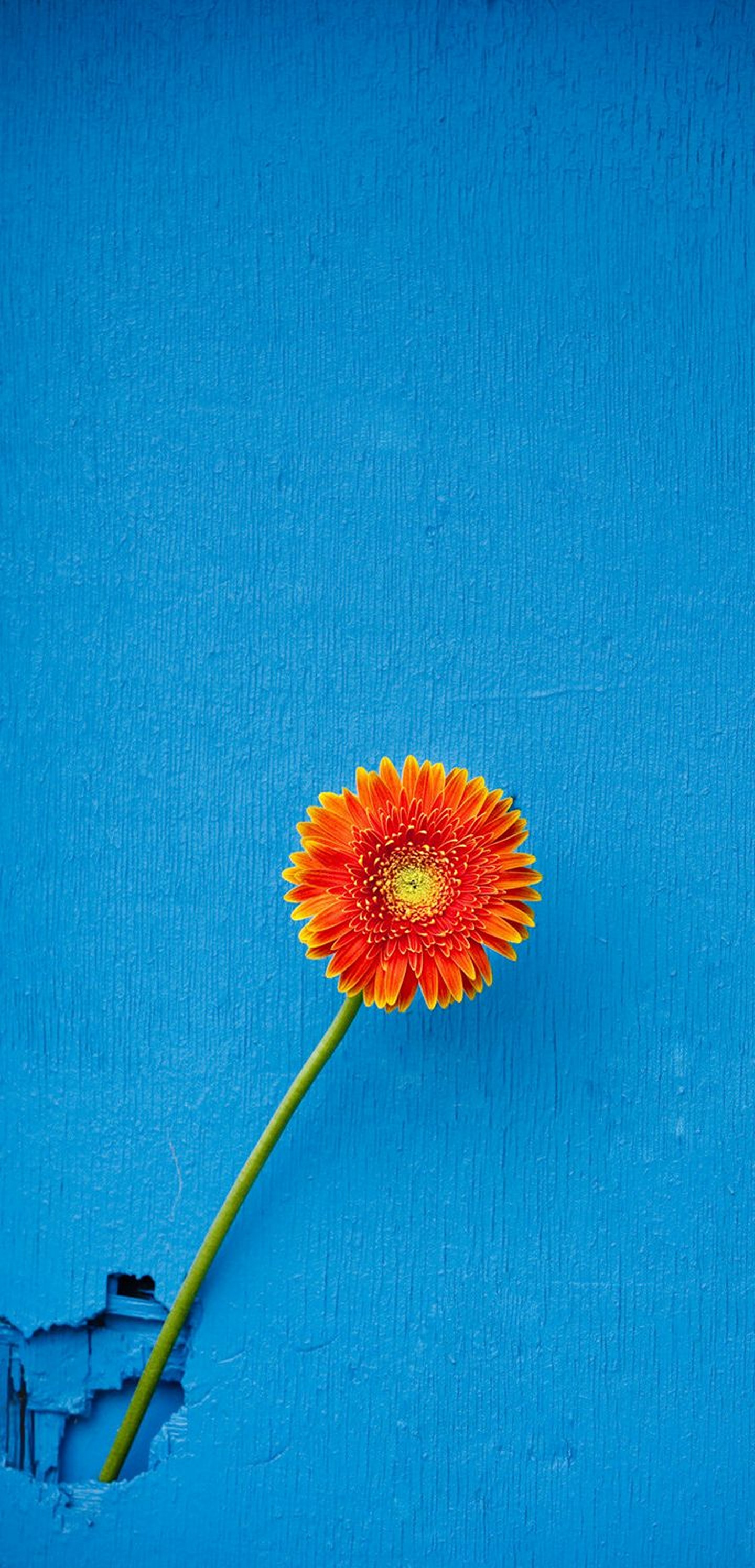 1440x2992 Wallpaper 101