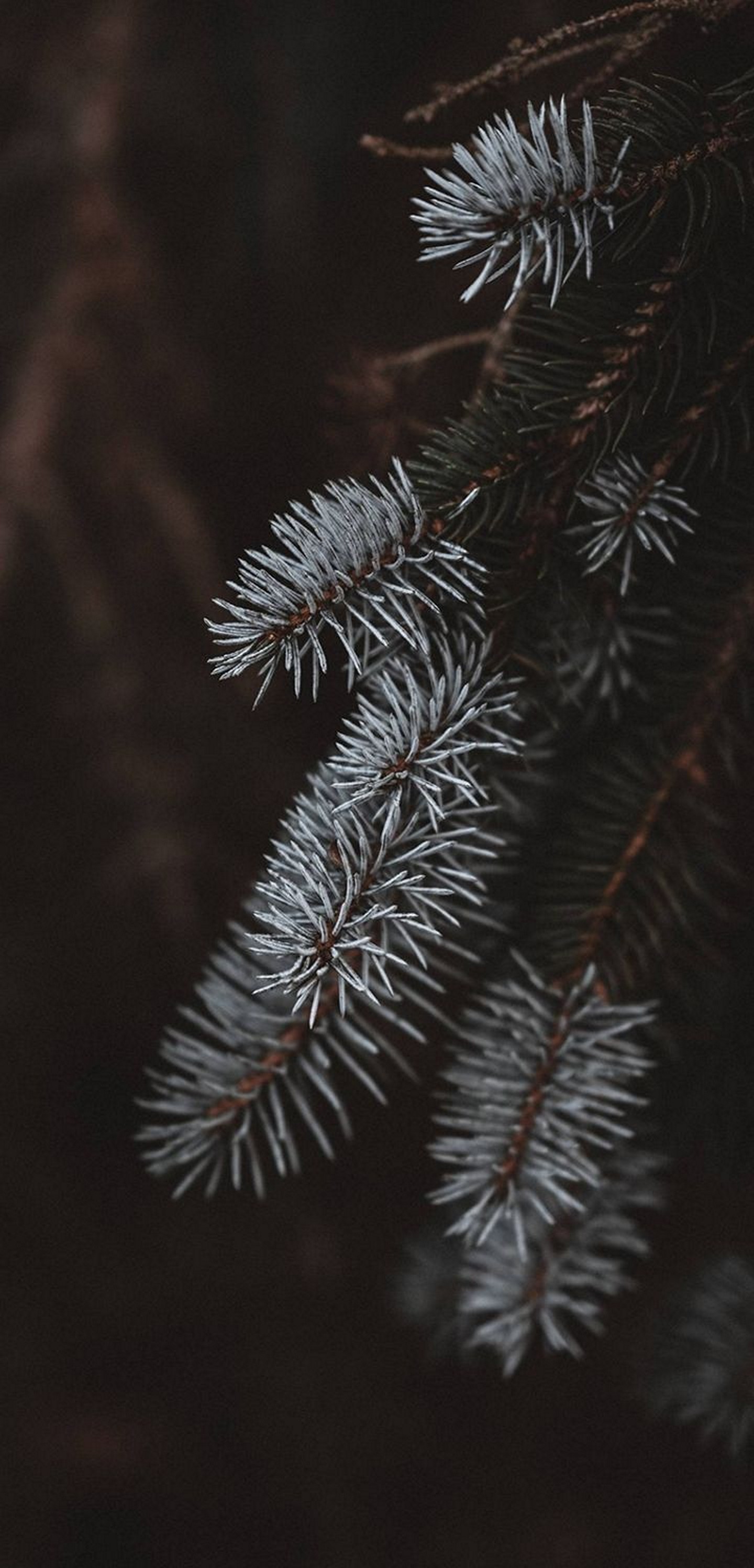 1440x2992 Wallpaper 230