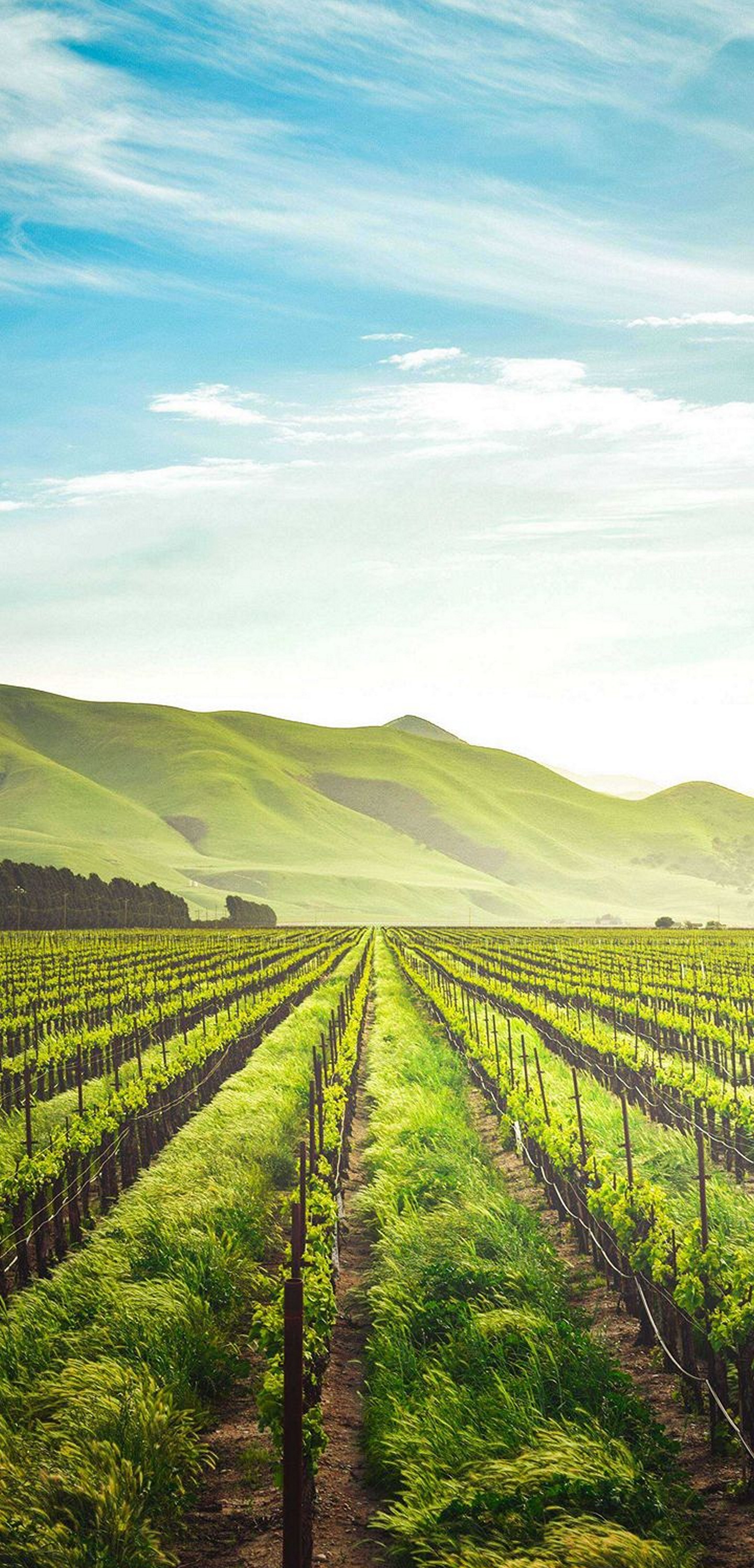 1440x2992 Wallpaper 347